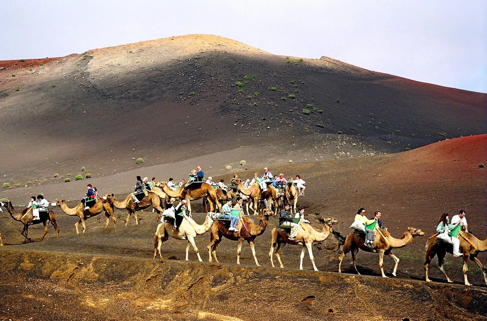 Camellos Lanzarote