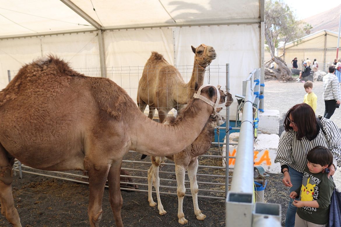 La Feria Insular de Ganado llega a Uga