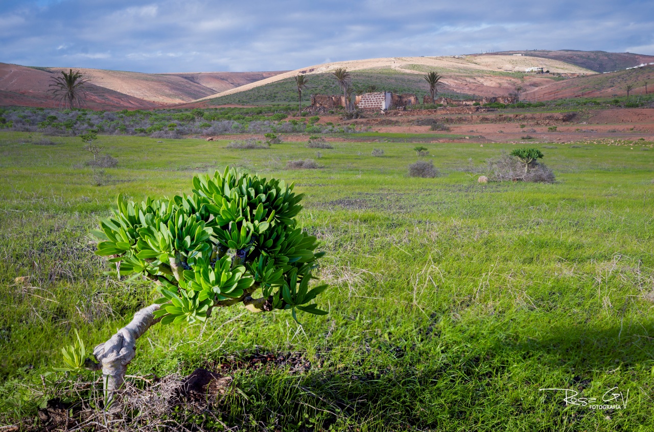 Las borrascas encadenadas desde diciembre dejan más días de lluvia, temperaturas bajas y una isla inusualmente verde