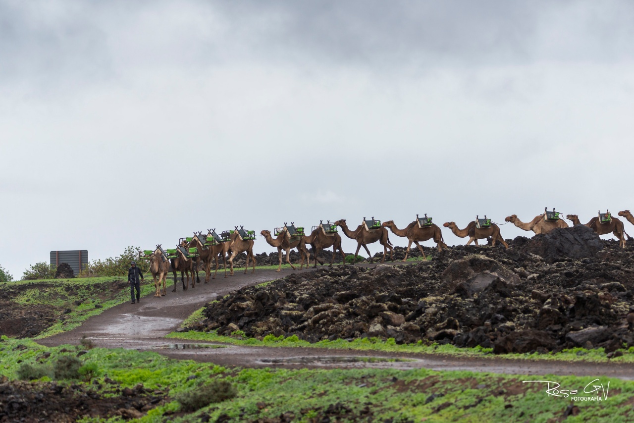 Las borrascas encadenadas desde diciembre dejan más días de lluvia, temperaturas bajas y una isla inusualmente verde