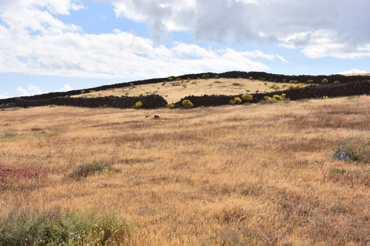 el campo pierde el verde