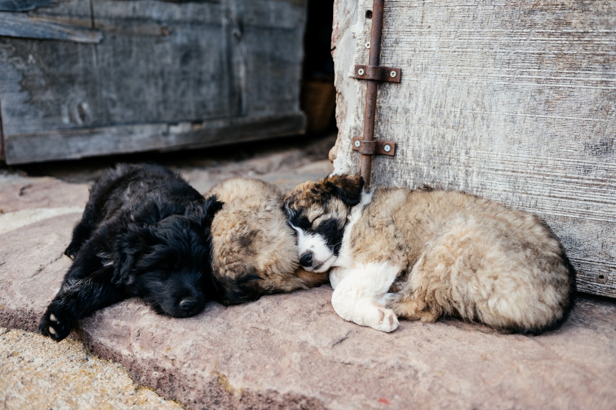 cachorros abandonados