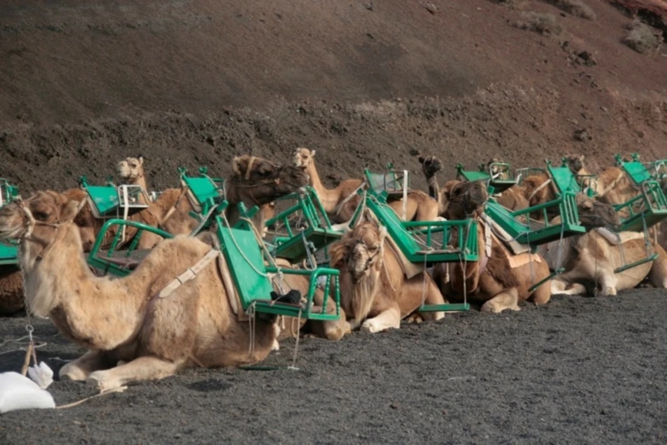 FELAPYME defiende el sector camellar de Lanzarote y rechaza las cr&iacute;ticas a su actividad