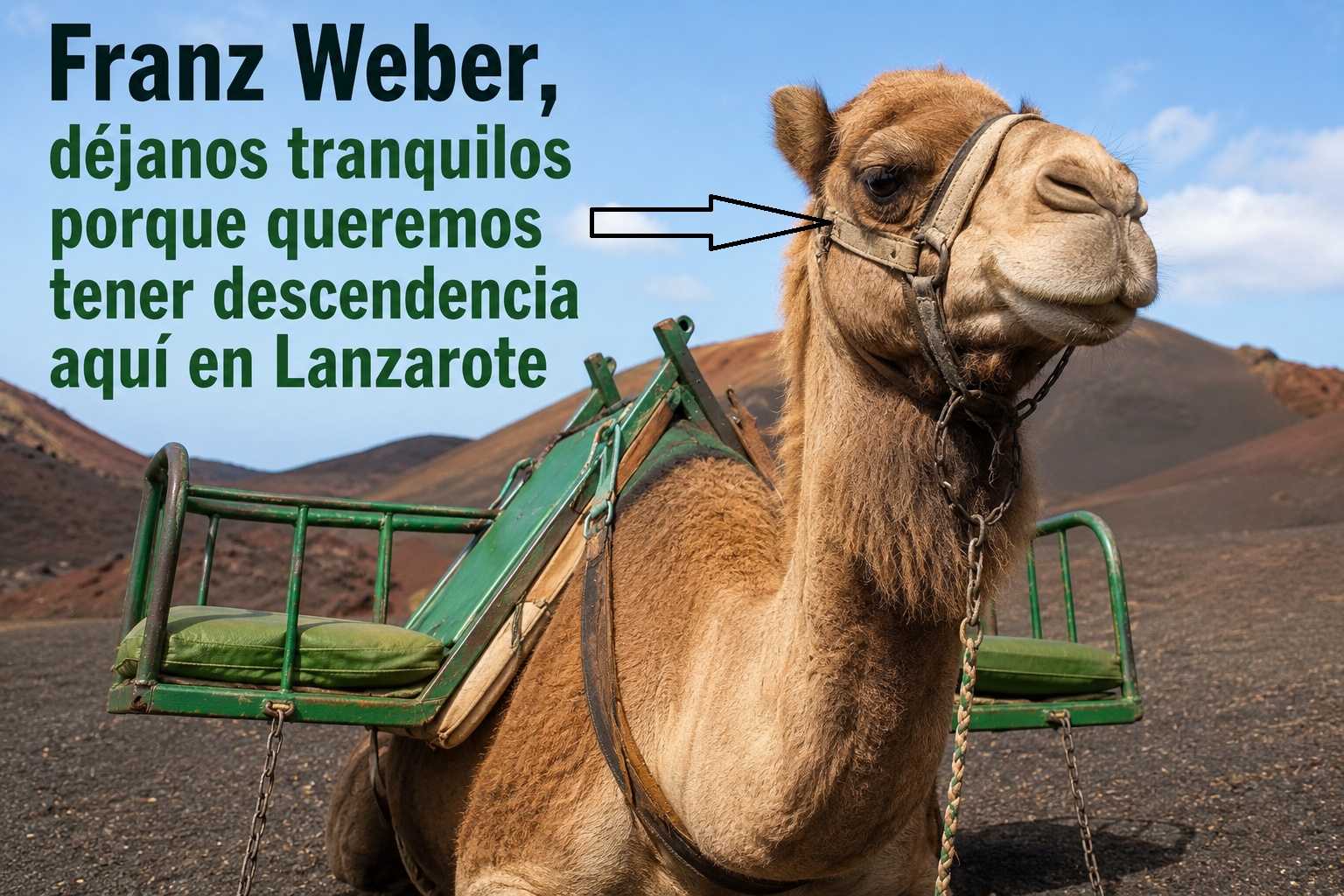 La ONG alemana Franz Weber hace propaganda animal en su favor con los camellos de Lanzarote La ONG alemana Franz Weber hace propaganda animal en su favor con los camellos de Lanzarote