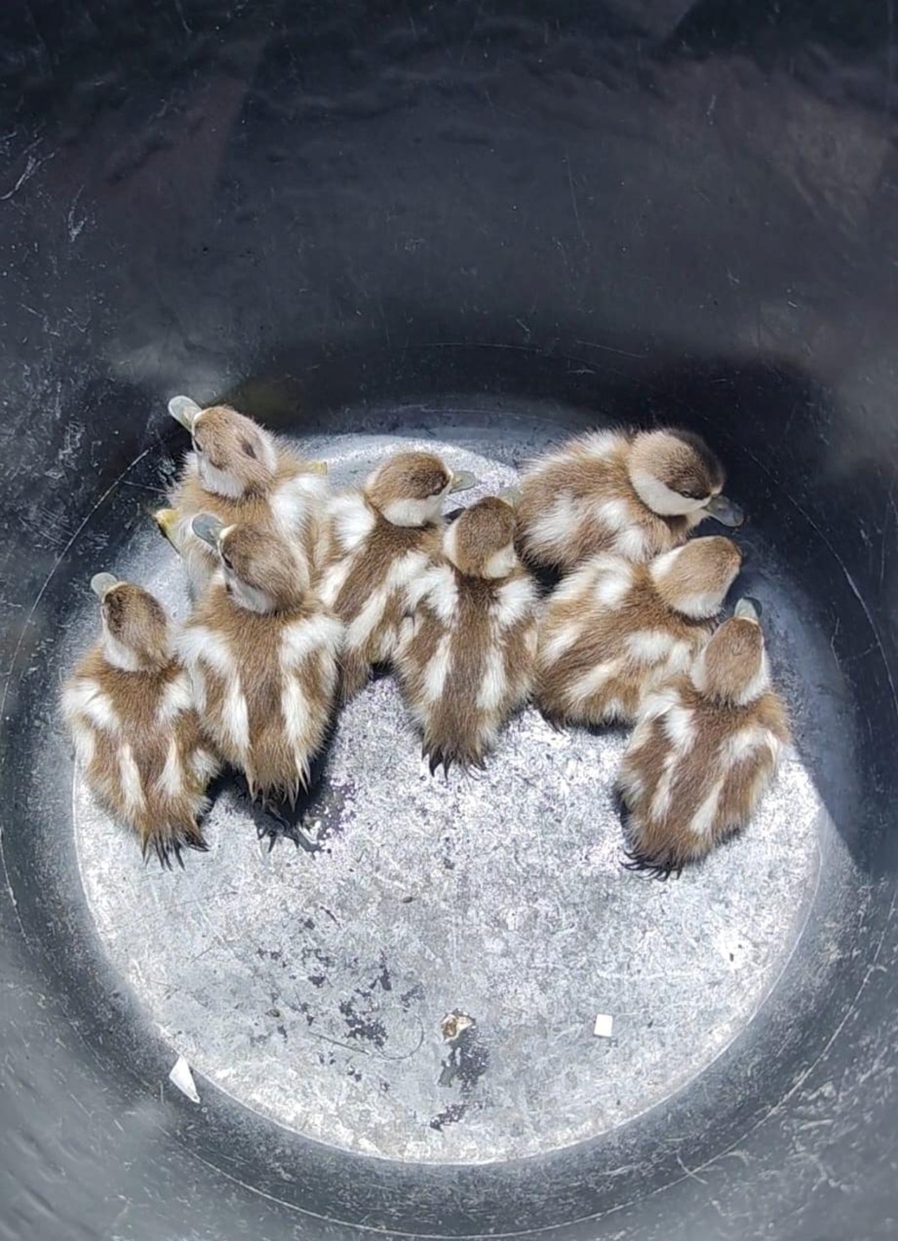 Patitos rescatados