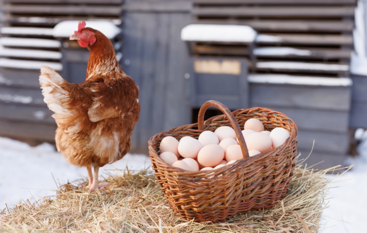 gallinas huevos