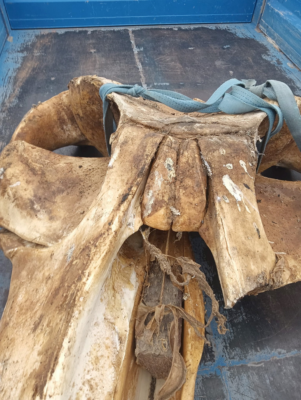 Ballena craneo