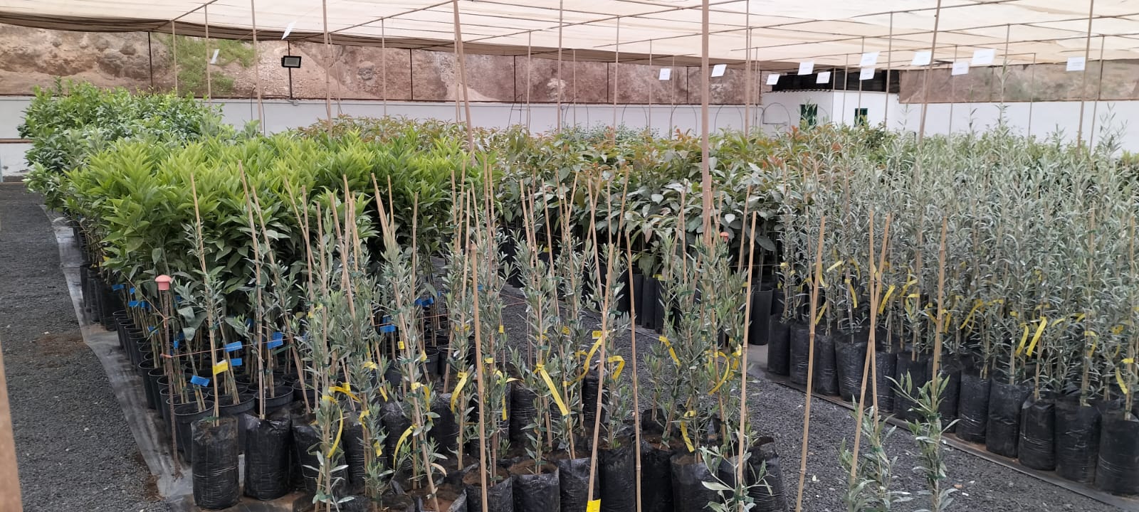 El Servicio Insular Agrario oferta 1.368 árboles de 21 especies distintas a la población para promover el cultivo y la producción local El Servicio Insular Agrario oferta 1.368 árboles de 21 especies distintas a la población para promover el cultivo y la producción local