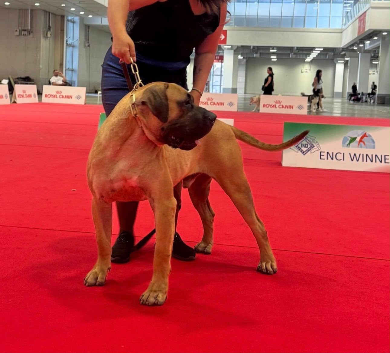 Guadanet Gofio se sitúa entre los mejores jóvenes ejemplares del mundo en la exposición canina más importante del planeta Guadanet Gofio se sitúa entre los mejores jóvenes ejemplares del mundo en la exposición canina más importante del planeta