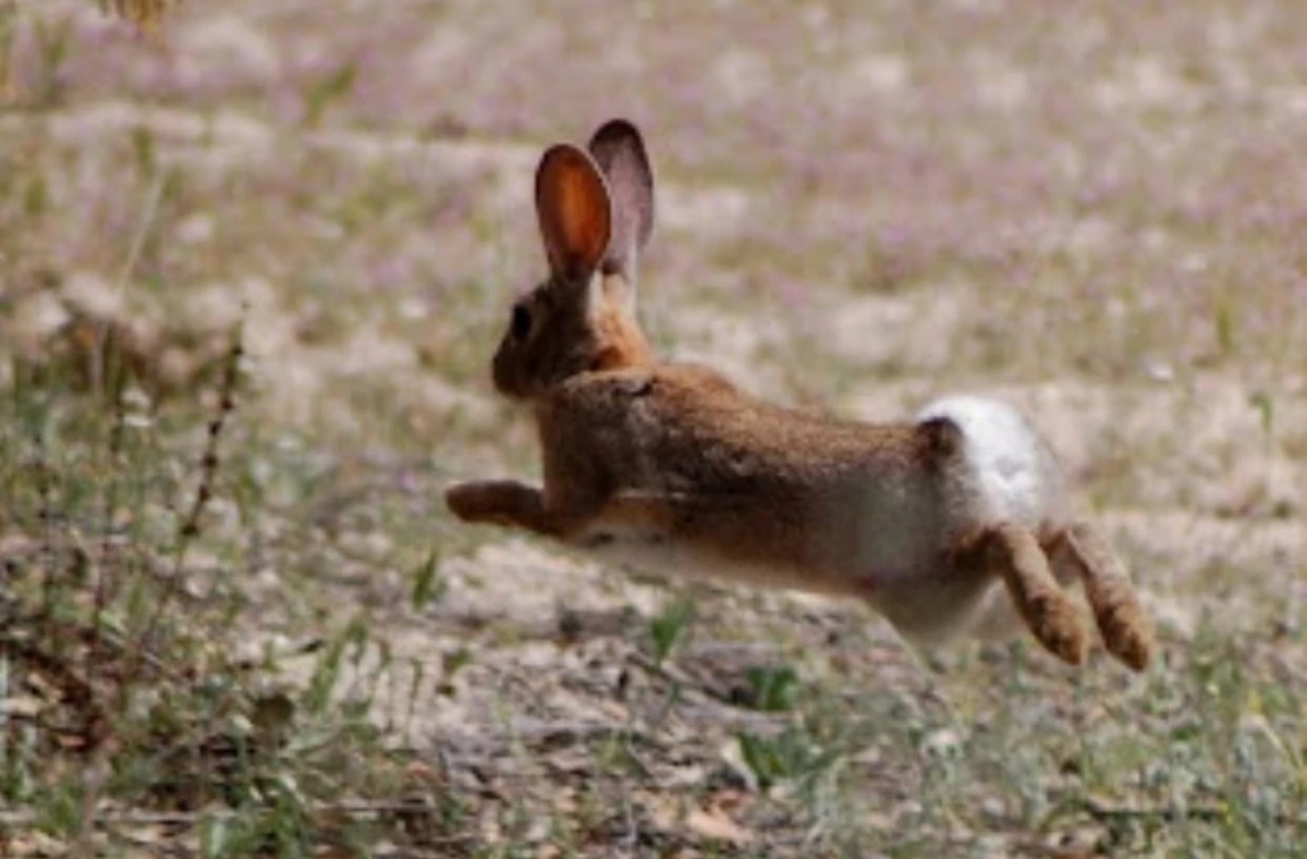 La propuesta establece como especies autorizadas el conejo, la perdiz moruna y la paloma bravía
