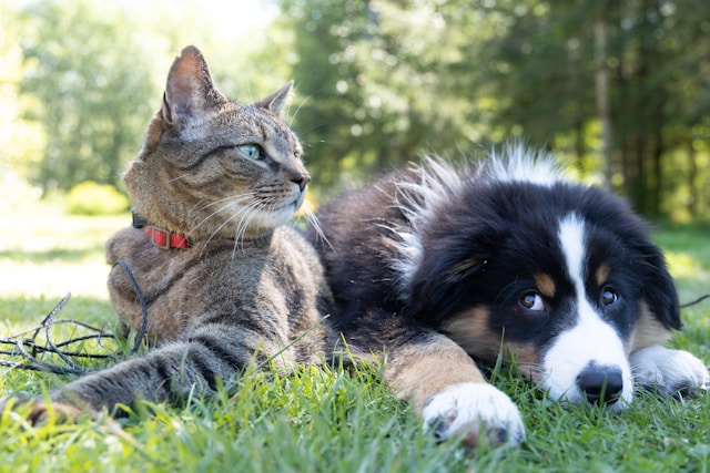 Por qué cada vez más dueños de mascotas recurren al CBD para sus perros en Canarias Por qué cada vez más dueños de mascotas recurren al CBD para sus perros en Canarias