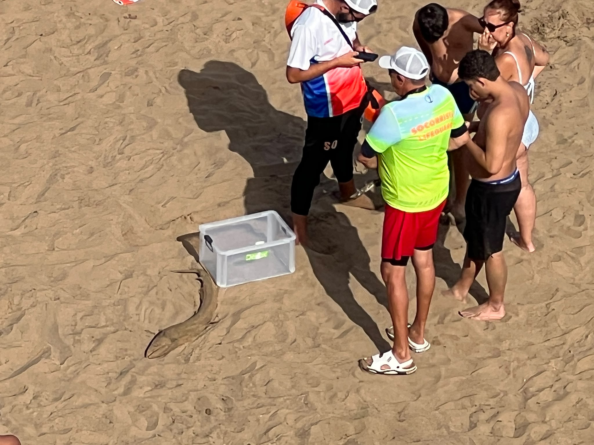 El ejemplar, hallado frente al Apartahotel Fariones, podría pertenecer a una especie que habita habitualmente a más de 700 metros de profundidad