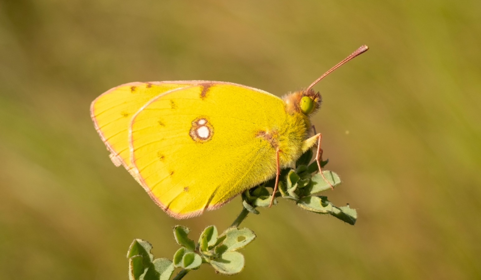 Mariposas Mariposas
