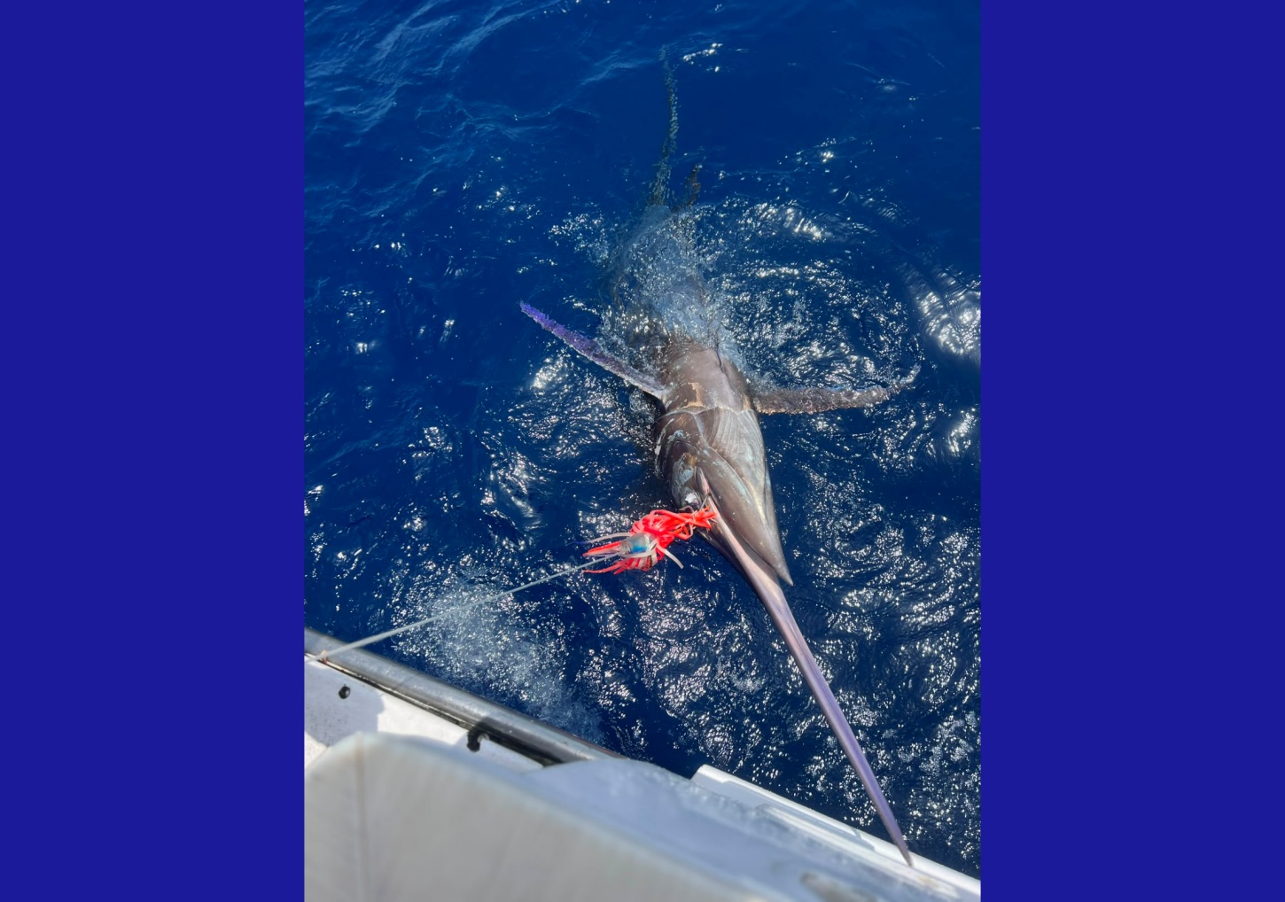 Los turistas que participaban en la jornada de pesca lograron sacar el ejemplar con la ayuda de la tripulación, antes de devolverlo al mar