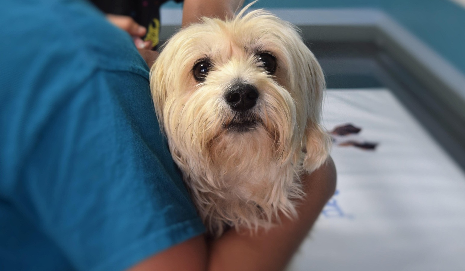 Mascotas en hospitales