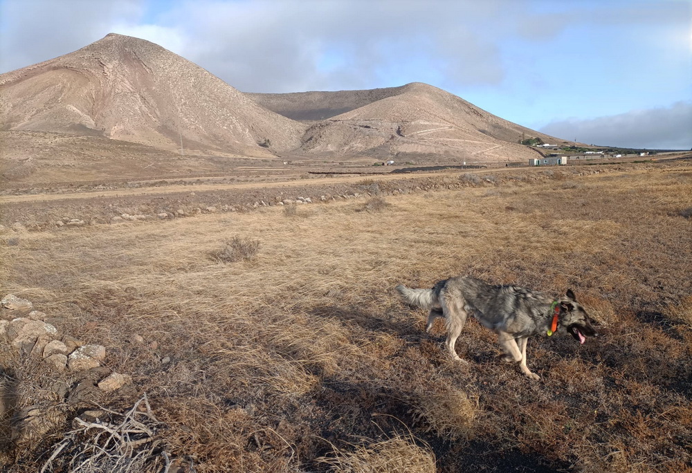 Unidad Canina en Lanzarote Unidad Canina en Lanzarote
