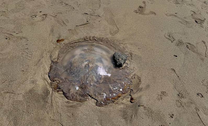 Aparece una carabela portuguesa de gran tama&ntilde;o en la playa de Famara