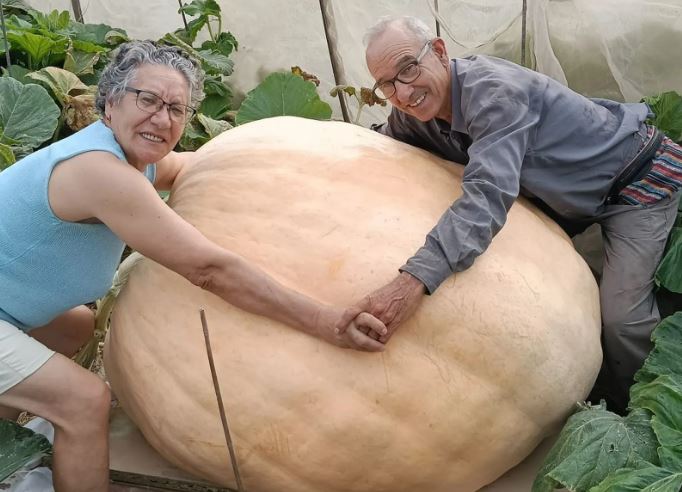 Cultiva una calabaza gigante de 370 kilos