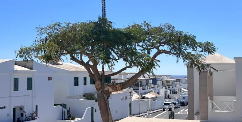 Arrecife, la futura capital de la sombra natural