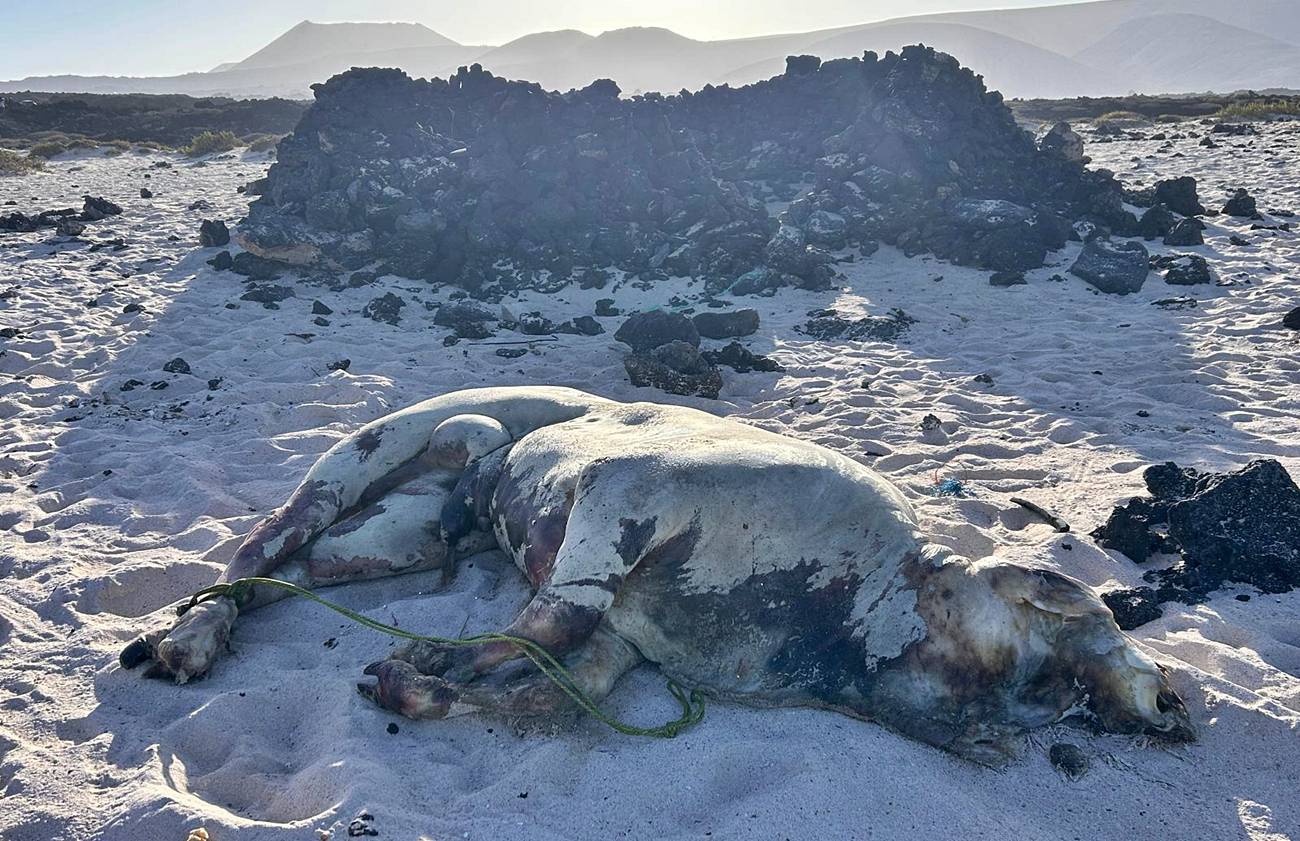Aparece un buey muerto y con las patas atadas en el Calet&oacute;n del Mero