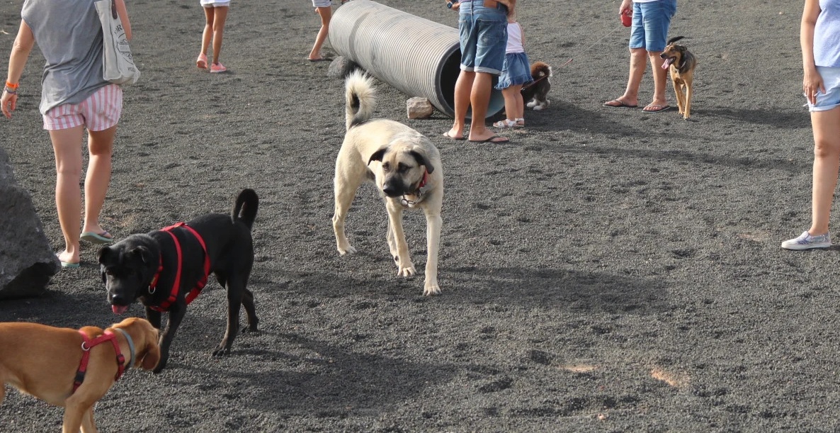 Lanzarote celebra el D&iacute;a Mundial de los Animales