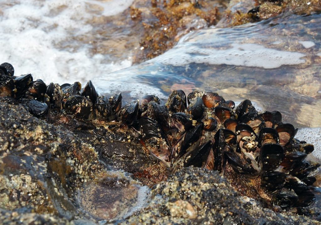 mejillones mejillones
