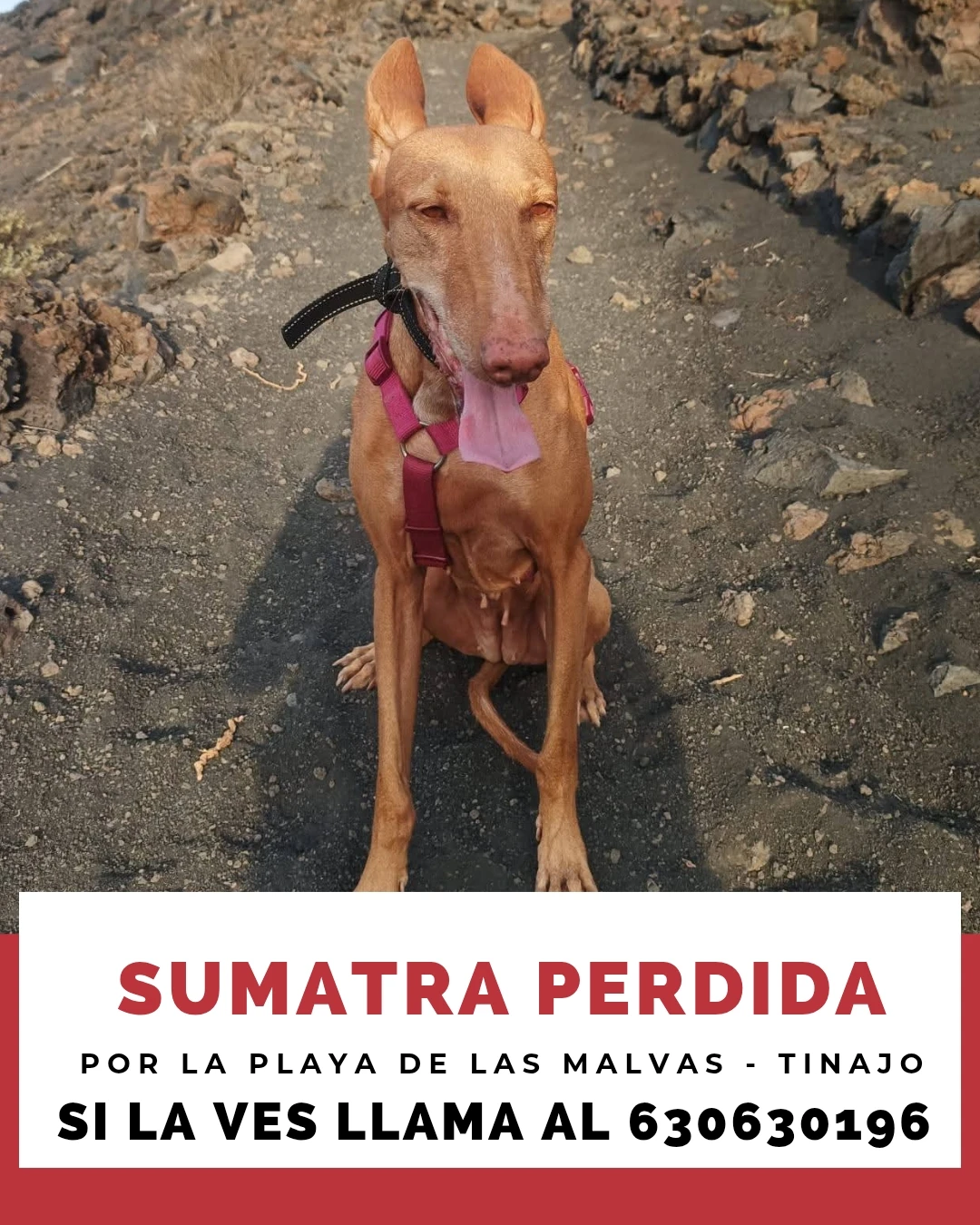 Semutra Buscan a Sumatra, una podenca desaparecida en Tinajo - Lancelot Digital ...