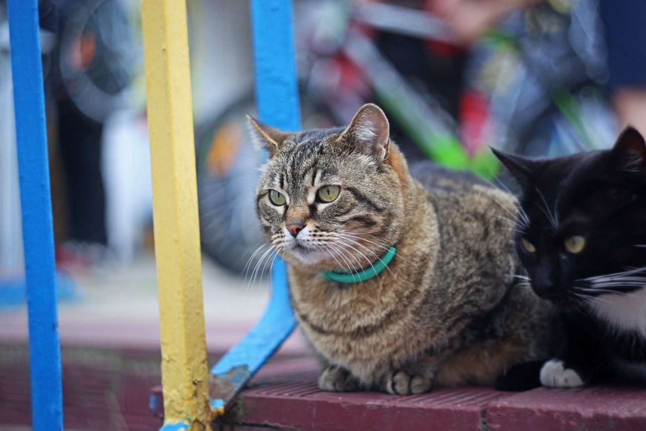 gatitos en la calle