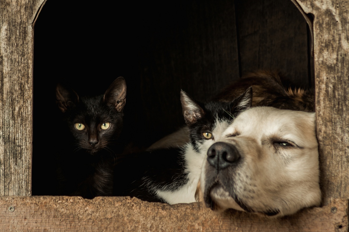 perros y gatos perros y gatos