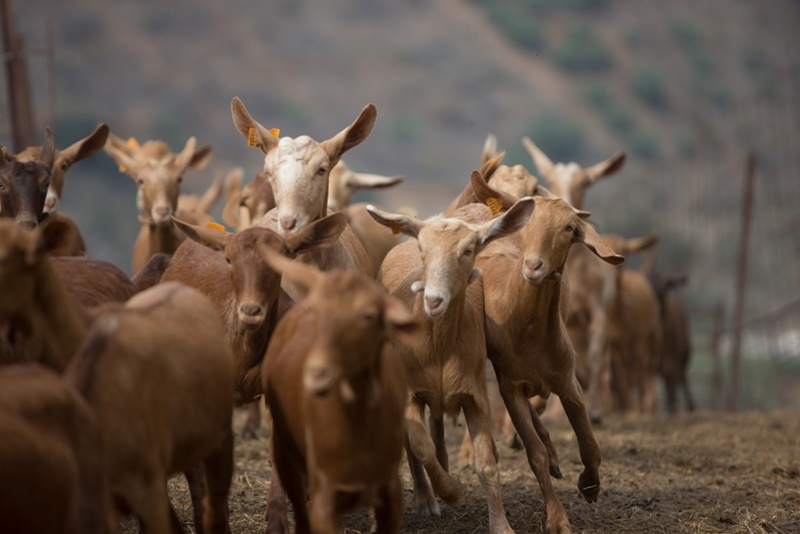 Se impartirán cursos de manejo caprino para ganaderos