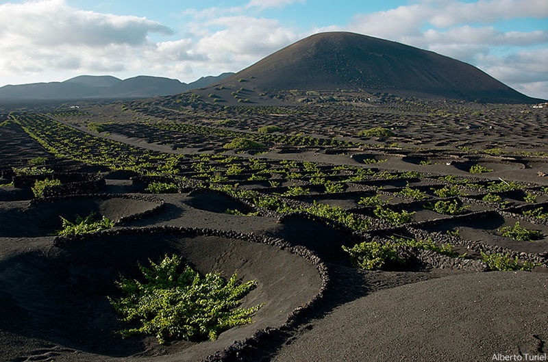 Singular cultivo de la vid en Lanzarote, La Geria