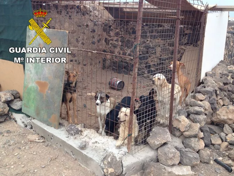 Dos protectoras de animales de Lanzarote acogen varios perros de unas instalaciones cerradas por maltrato en Fuerteventura Lancelot Digital