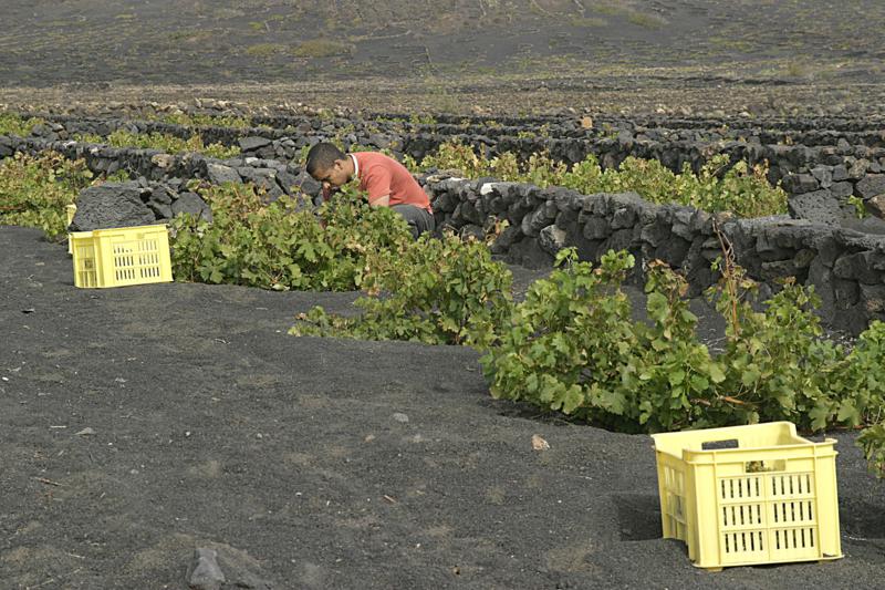 Viticultor lanzaroteño.