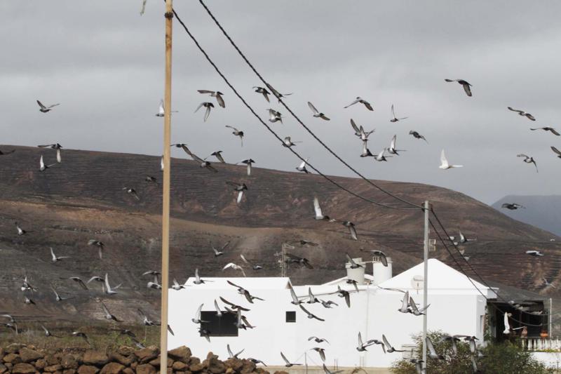 Colonia de palomas en las proximidades del Jardín de Cactus.