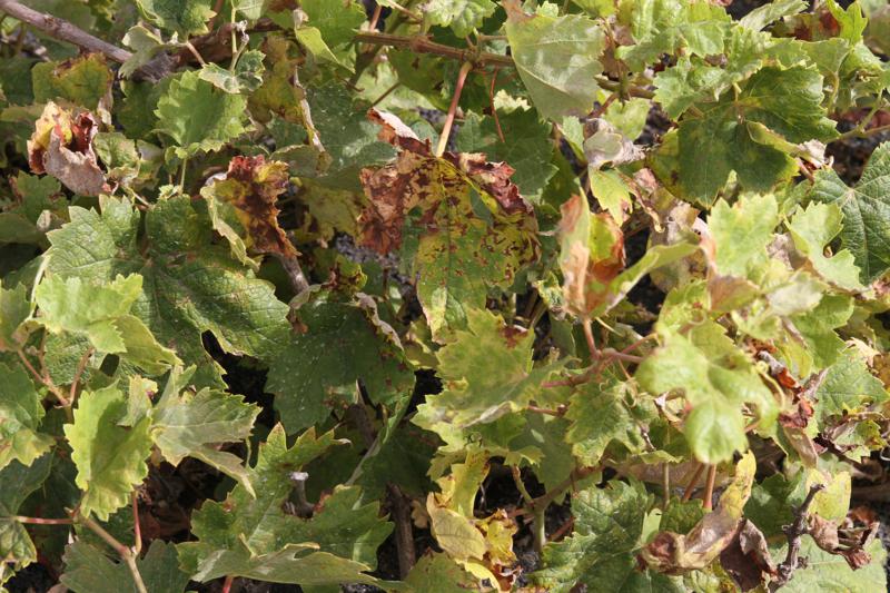 El calor dañó gran parte de la cosecha de este año.