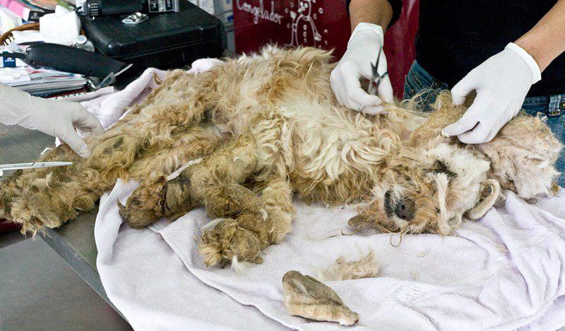 Uno de los perros maltratados de los que Sara ya se ha tenido que hacer cargo en 2012