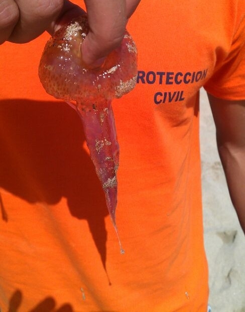Una de las medusas aparecidas el pasado martes en la zona de Papagayo.