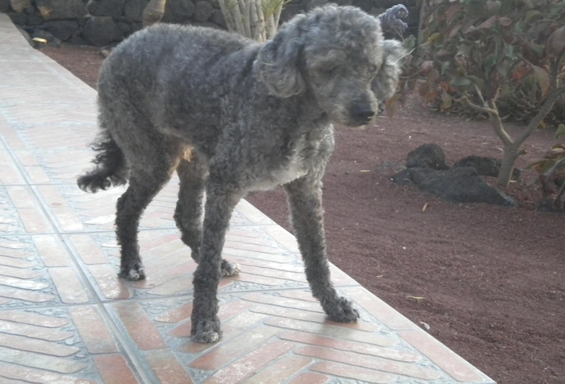 El perro Camoens, en uno de sus últimos días de vida.