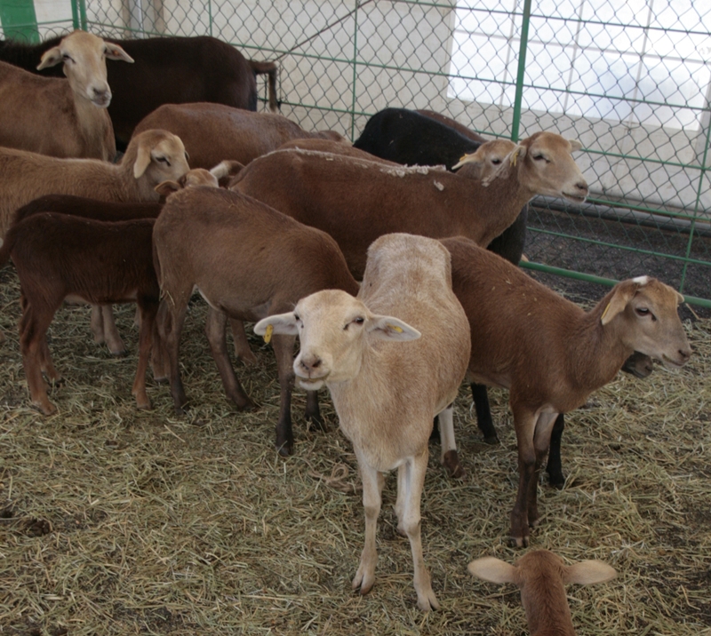 El sector ganadero sigue exigiendo las ayudas del Posei.