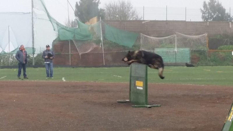 Nemo durante la prueba de obediencia.