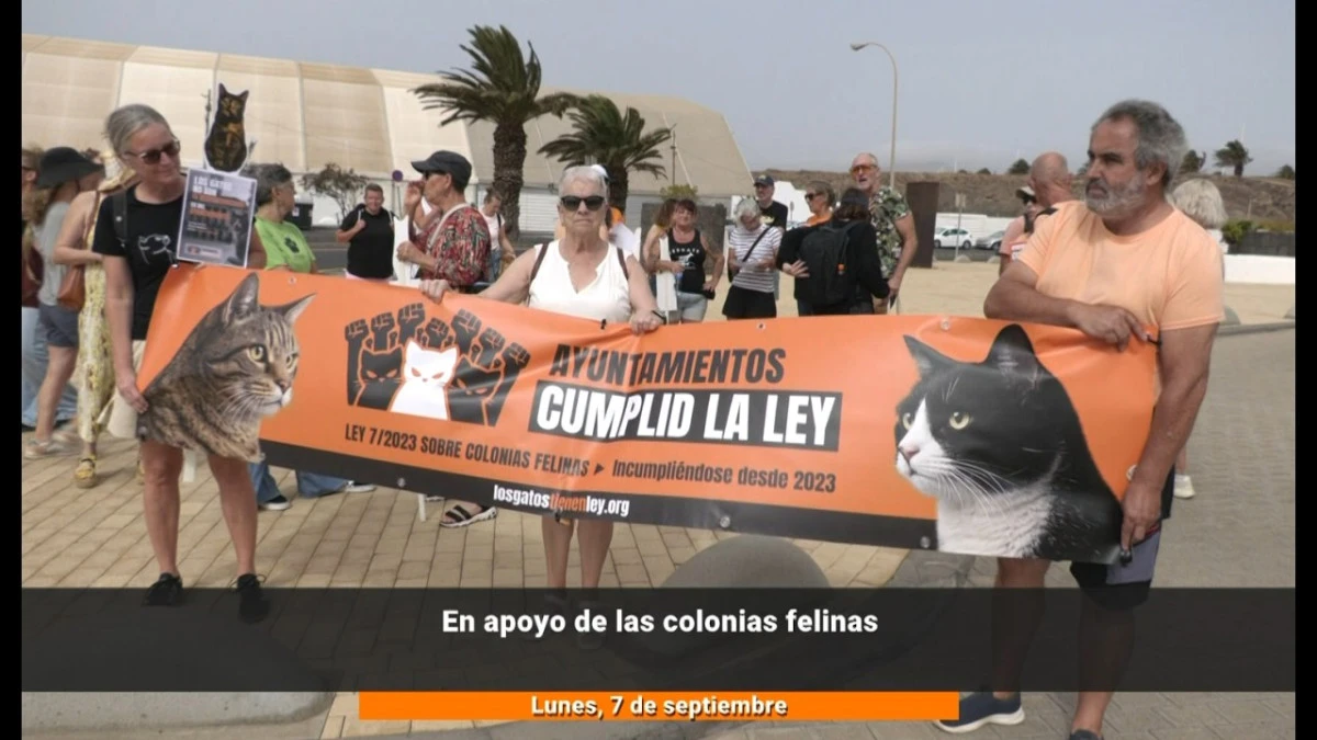 Apoyo a las colonias de gatos en Lanzarote
