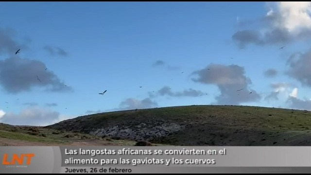 Las langostas africanas se convierten en el alimento para las gaviotas y los cuervos