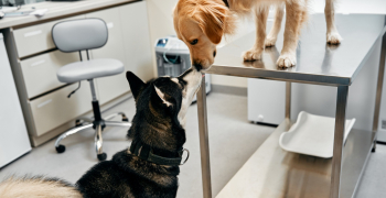 Metronidazol (Flagyl) y diarrea canina: ¿tratamiento de primera línea o inercia clínica?