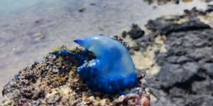 Las peligrosas carabelas portuguesas vuelve a la costa de Lanzarote