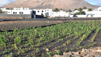¿El agricultor canario afronta demasiada burocracia?