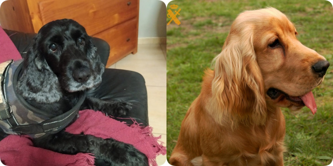 La actuación carece, por ahora, de informe que la justifique y podría vulnerar el código deontológico profesional La actuación carece, por ahora, de informe que la justifique y podría vulnerar el código deontológico profesional