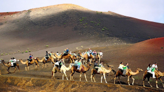 Los camelleros de Lanzarote estudian querellarse por difamación sobre los camellos de Timanfaya