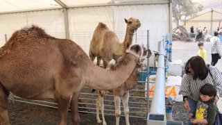 La Feria Insular de Ganado llega a Uga