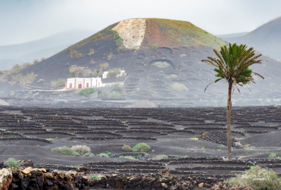 Las borrascas encadenadas desde diciembre dejan más días de lluvia, temperaturas bajas y una isla inusualmente verde