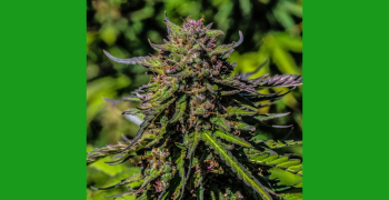 Aquí están las cuatro mejores cepas de flor de CBD de cáñamo que deberías probar